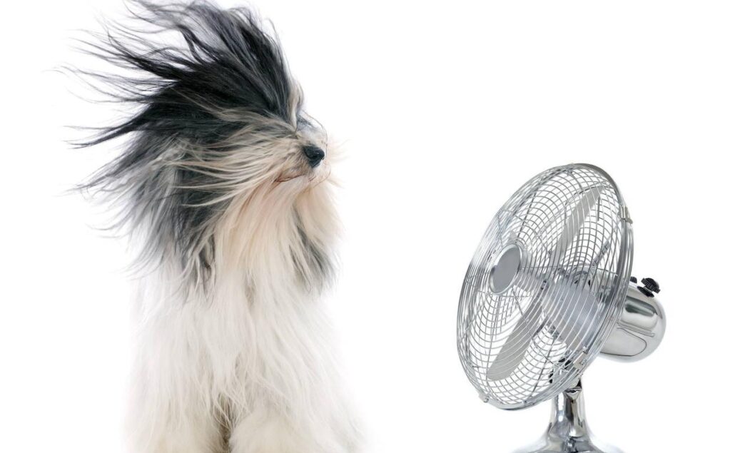 Consejos para refrescar tu casa y usar el ventilador